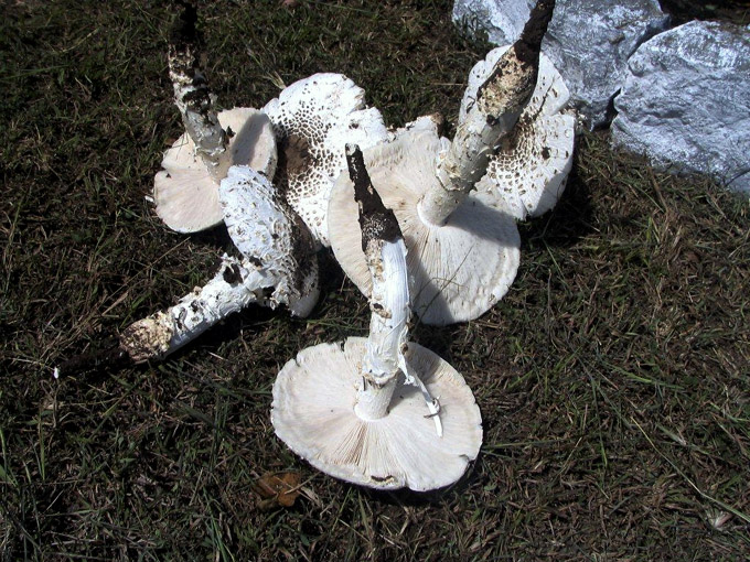 3c