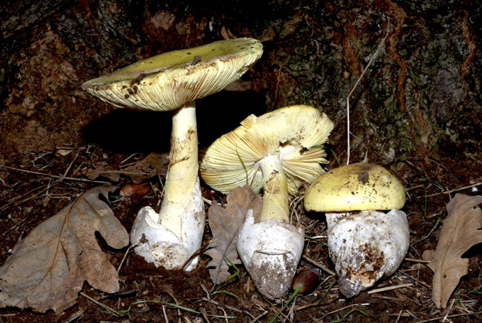 4a