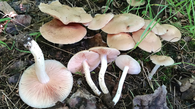 c1