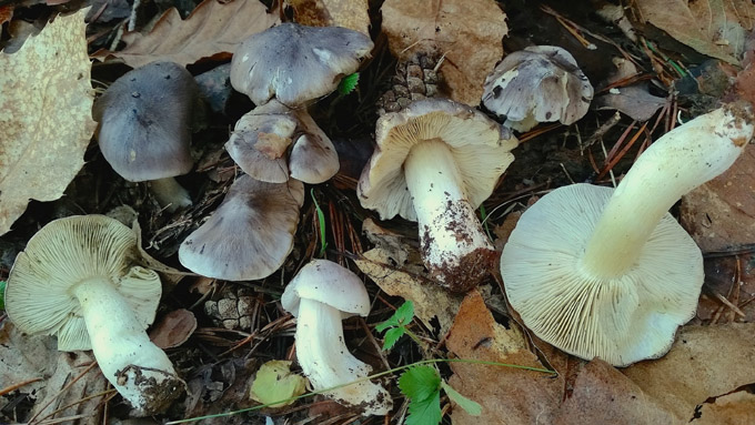 25