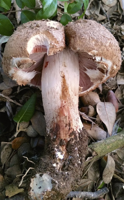 p34
