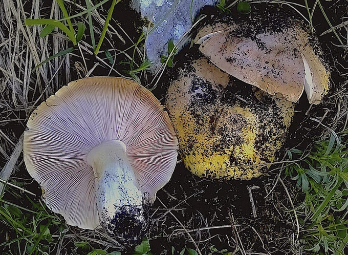 c21