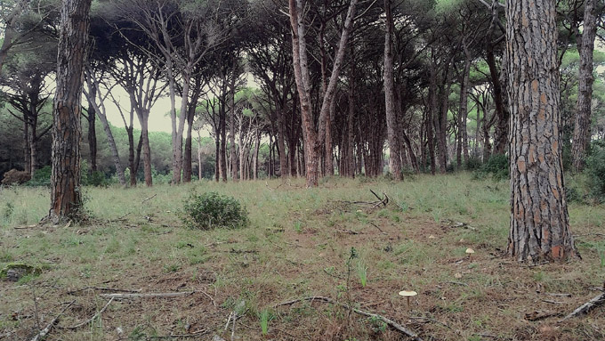 c12