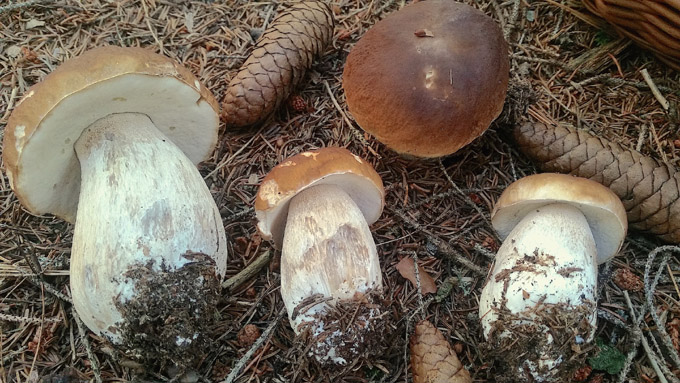 v7