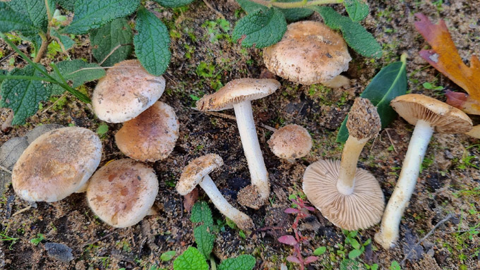 g12