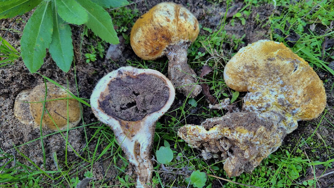 g13
