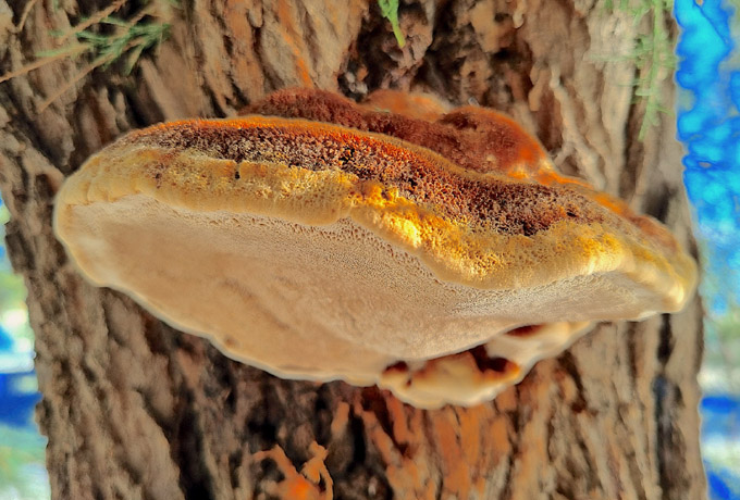 S8