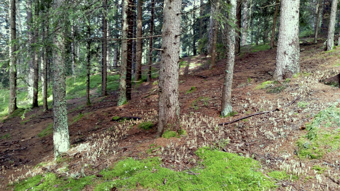 lig