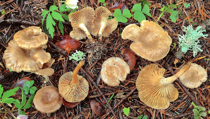 vg7